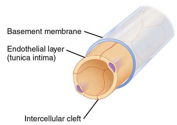 endothelial-layer