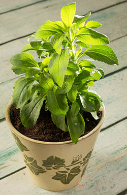 stevia
