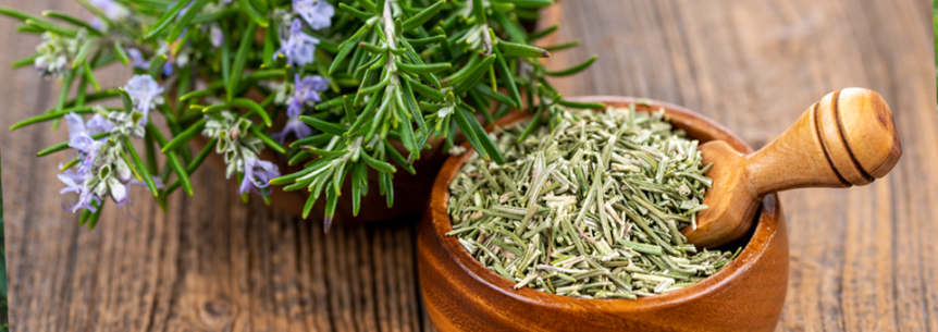 culinary herb can improve memory