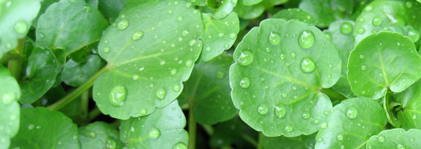 Watercress is a DNA-repairing plant